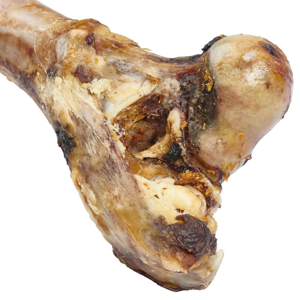Giant Femur Bone For Dogs – Mammoth Dog Bone For Aggressive Chewers