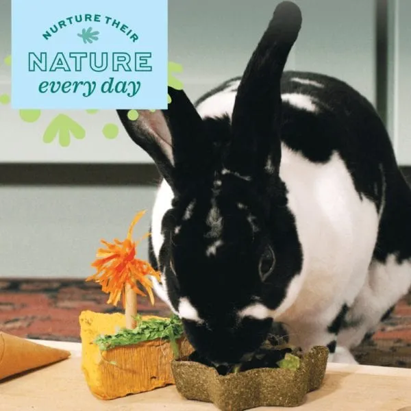 Oxbow Enriched Life - Celebration Salad